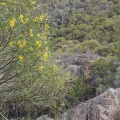 Acacia doratoxylon (Currawang) at Tuggeranong DC, ACT - 1 Nov 2018 by michaelb