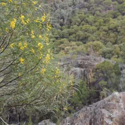 Acacia doratoxylon (Currawang) at Bullen Range - 1 Nov 2018 by michaelb
