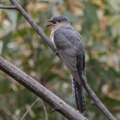 Cacomantis flabelliformis (Fan-tailed Cuckoo) at Tennent, ACT - 5 Dec 2018 by SWishart