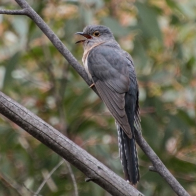 Cacomantis flabelliformis (Fan-tailed Cuckoo) at Tennent, ACT - 5 Dec 2018 by SWishart