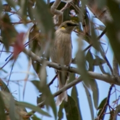 Ptilotula fusca (Fuscous Honeyeater) at Namadgi National Park - 5 Dec 2018 by SWishart