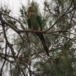 Polytelis swainsonii at Belconnen, ACT - 30 Dec 2018