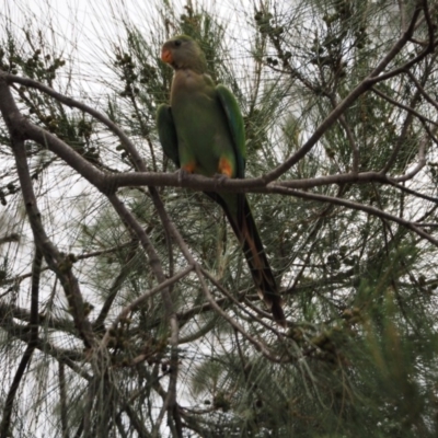 Polytelis swainsonii (Superb Parrot) at Lake Ginninderra - 30 Dec 2018 by wombey