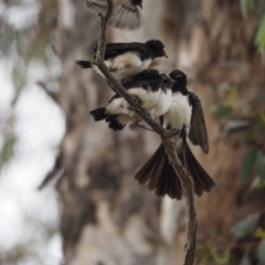 Rhipidura leucophrys (Willie Wagtail) at Belconnen, ACT - 30 Dec 2018 by wombey