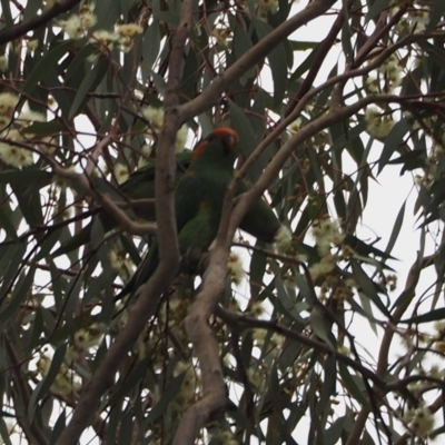 Glossopsitta concinna (Musk Lorikeet) at Lake Ginninderra - 30 Dec 2018 by wombey