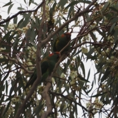 Glossopsitta concinna at Belconnen, ACT - 30 Dec 2018 03:31 PM