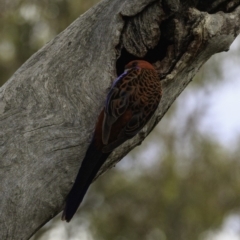 Platycercus elegans (Crimson Rosella) at Deakin, ACT - 21 Dec 2018 by BIrdsinCanberra