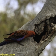 Platycercus elegans at Deakin, ACT - 22 Dec 2018