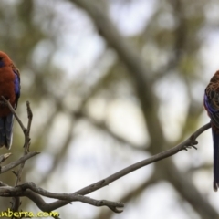 Platycercus elegans at Deakin, ACT - 22 Dec 2018 08:22 AM