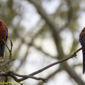 Platycercus elegans at Deakin, ACT - 22 Dec 2018