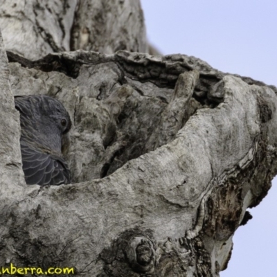 Callocephalon fimbriatum (Gang-gang Cockatoo) at Red Hill Nature Reserve - 21 Dec 2018 by BIrdsinCanberra