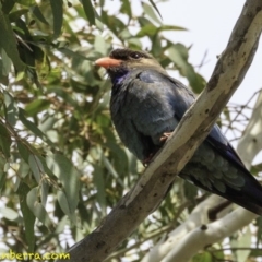 Eurystomus orientalis (Dollarbird) at Federal Golf Course - 21 Dec 2018 by BIrdsinCanberra