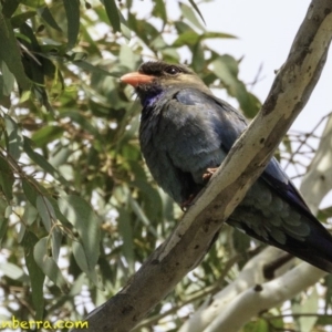 Eurystomus orientalis at Hughes, ACT - 22 Dec 2018