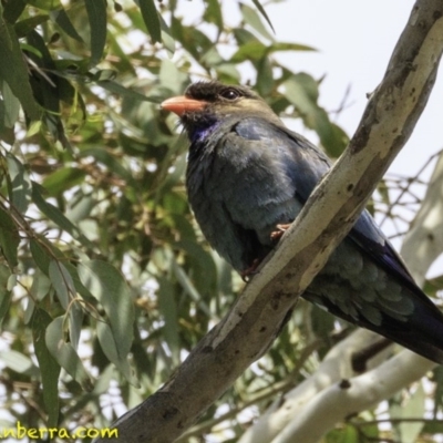 Eurystomus orientalis (Dollarbird) at Hughes, ACT - 22 Dec 2018 by BIrdsinCanberra