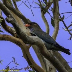 Eurystomus orientalis at Hughes, ACT - 22 Dec 2018