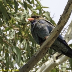 Eurystomus orientalis at Hughes, ACT - 22 Dec 2018