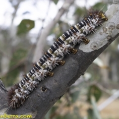 Chelepteryx collesi (White-stemmed Gum Moth) at Red Hill to Yarralumla Creek - 21 Dec 2018 by BIrdsinCanberra