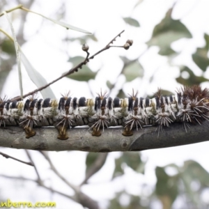 Chelepteryx collesi at Hughes, ACT - 22 Dec 2018