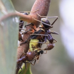 Eurymeloides pulchra (Gumtree hopper) at Hughes Grassy Woodland - 21 Dec 2018 by BIrdsinCanberra