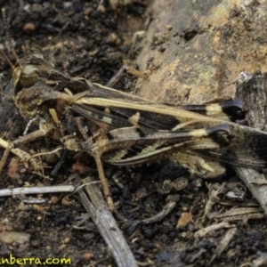 Oedaleus australis at Hughes, ACT - 22 Dec 2018