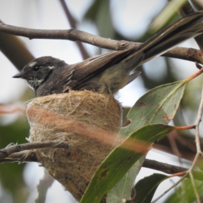 Rhipidura albiscapa (Grey Fantail) at Kambah, ACT - 30 Dec 2018 by JohnBundock