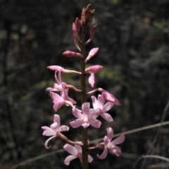 Dipodium roseum (Rosy Hyacinth Orchid) at Tidbinbilla Nature Reserve - 30 Dec 2018 by JohnBundock