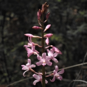 Dipodium roseum at Paddys River, ACT - 30 Dec 2018