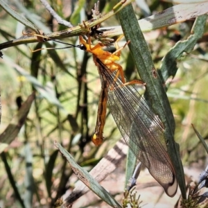 Nymphes myrmeleonoides at Paddys River, ACT - 30 Dec 2018