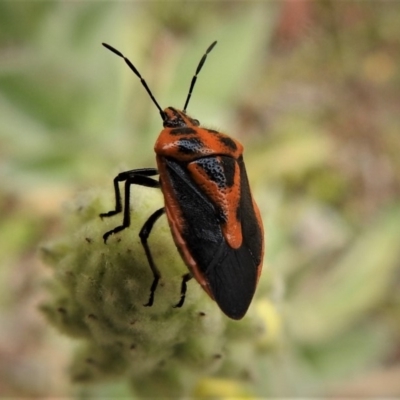 Agonoscelis rutila (Horehound bug) at Tidbinbilla Nature Reserve - 30 Dec 2018 by JohnBundock