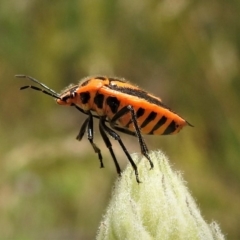 Agonoscelis rutila at Paddys River, ACT - 30 Dec 2018