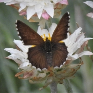 Neolucia hobartensis at Paddys River, ACT - 30 Dec 2018