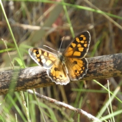 Geitoneura klugii (Marbled Xenica) at Tidbinbilla Nature Reserve - 28 Dec 2018 by MatthewFrawley