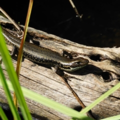 Eulamprus tympanum (Southern Water Skink) at Paddys River, ACT - 27 Dec 2018 by MatthewFrawley