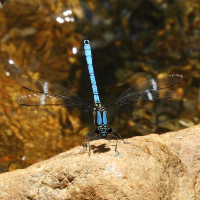 Diphlebia lestoides (Whitewater Rockmaster) at Paddys River, ACT - 28 Dec 2018 by MatthewFrawley