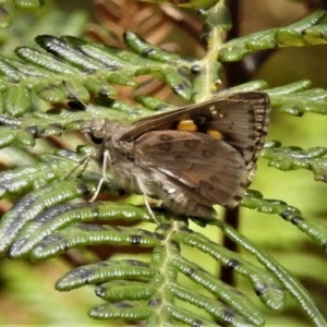 Trapezites phigalioides at Paddys River, ACT - 30 Dec 2018