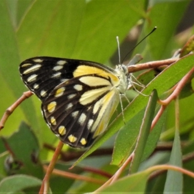 Belenois java (Caper White) at Tidbinbilla Nature Reserve - 30 Dec 2018 by JohnBundock