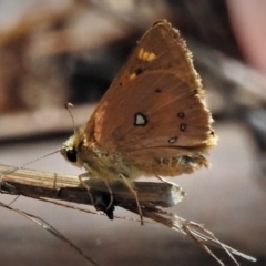 Trapezites eliena (Orange Ochre) at Tidbinbilla Nature Reserve - 30 Dec 2018 by JohnBundock