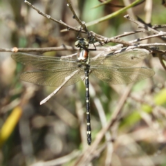 Eusynthemis guttata (Southern Tigertail) at Paddys River, ACT - 28 Dec 2018 by MatthewFrawley