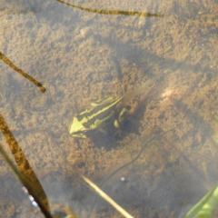 Litoria verreauxii verreauxii (Whistling Tree-frog) at Paddys River, ACT - 28 Dec 2018 by MatthewFrawley