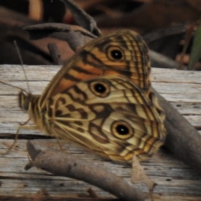 Geitoneura acantha (Ringed Xenica) at Tidbinbilla Nature Reserve - 29 Dec 2018 by JohnBundock