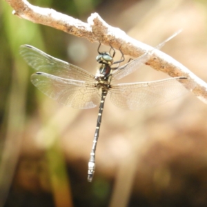 Eusynthemis brevistyla at Paddys River, ACT - 28 Dec 2018 11:56 AM