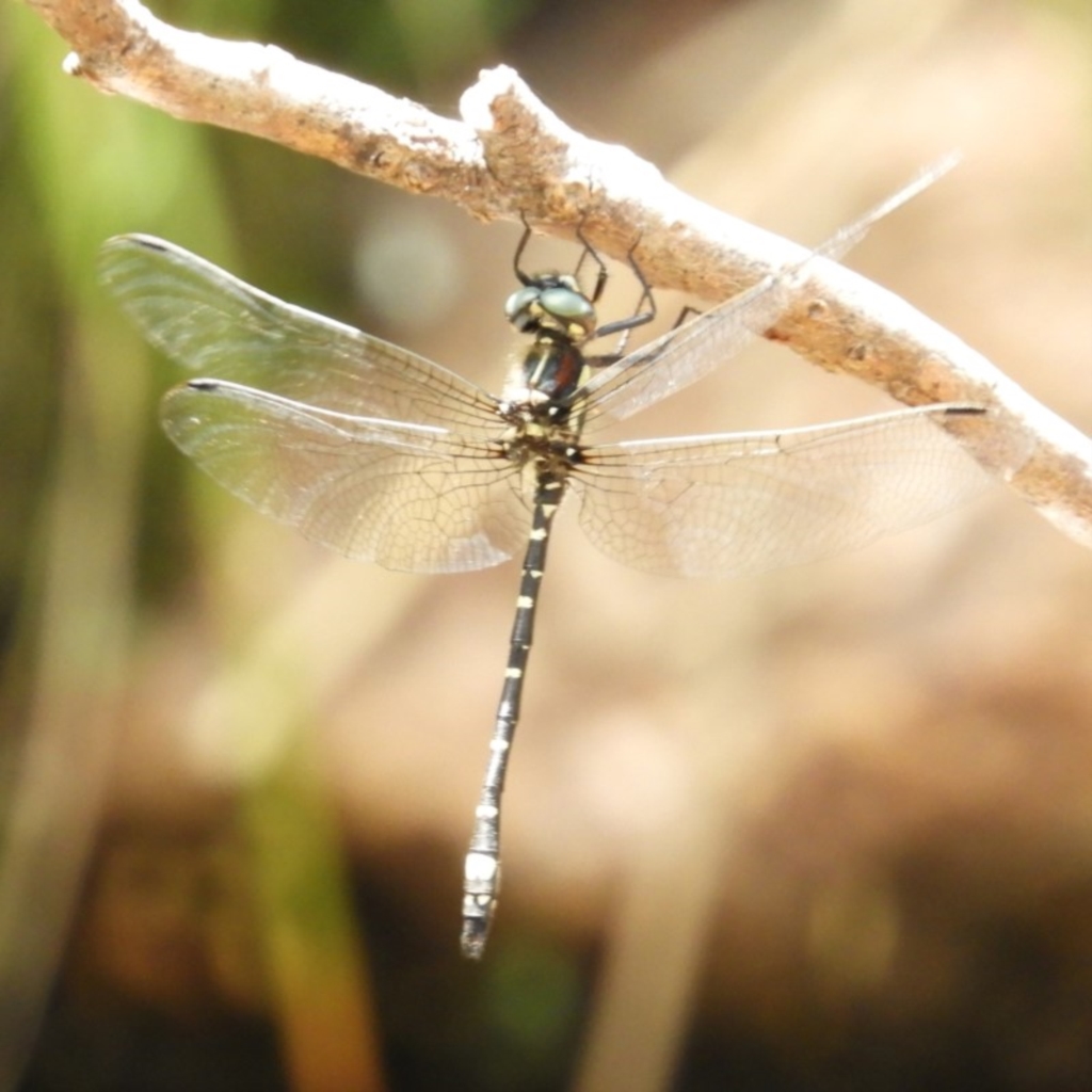 Eusynthemis brevistyla at Paddys River, ACT - 28 Dec 2018