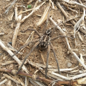 Venatrix sp. (genus) at Fyshwick, ACT - 30 Dec 2018 10:39 AM