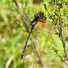 Eusynthemis guttata (Southern Tigertail) at Gibraltar Pines - 27 Dec 2018 by MatthewFrawley