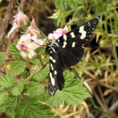 Phalaenoides tristifica (Willow-herb Day-moth) at Tidbinbilla Nature Reserve - 30 Dec 2018 by JohnBundock