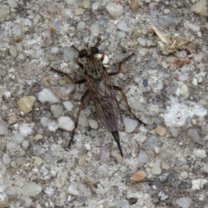 Cerdistus sp. (genus) at Fadden, ACT - 30 Dec 2018