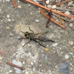 Cerdistus sp. (genus) at Fadden, ACT - 30 Dec 2018