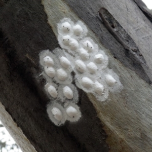 Eurybrachidae (family) at Macarthur, ACT - 30 Dec 2018