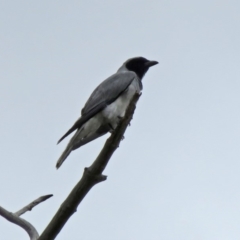 Coracina novaehollandiae (Black-faced Cuckooshrike) at Macarthur, ACT - 30 Dec 2018 by RodDeb