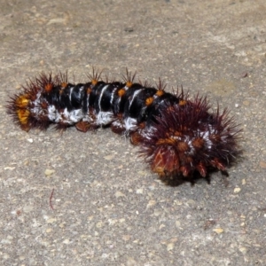 Chelepteryx collesi at Macarthur, ACT - 30 Dec 2018